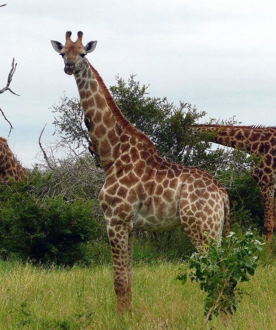 south-africa