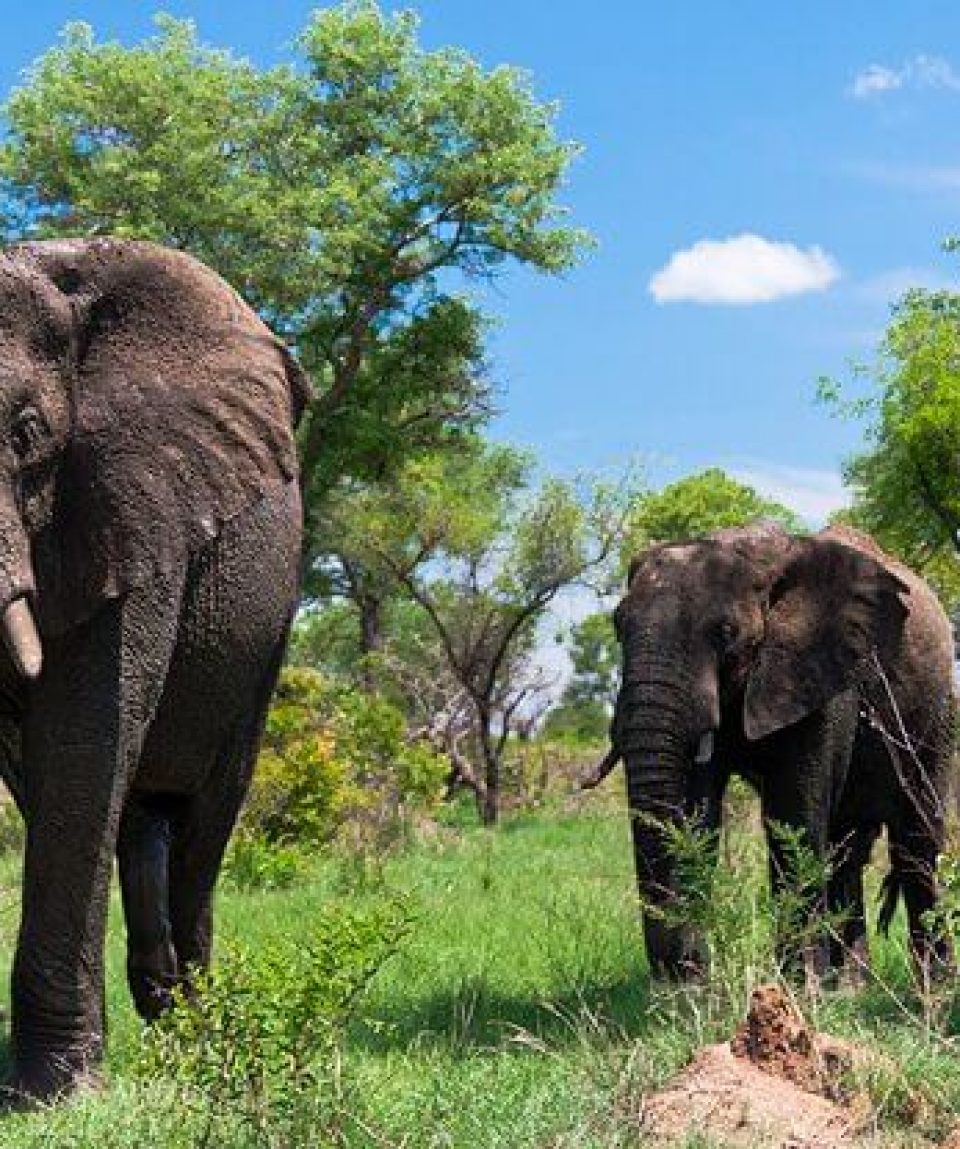 south-africa-kruger-national-park