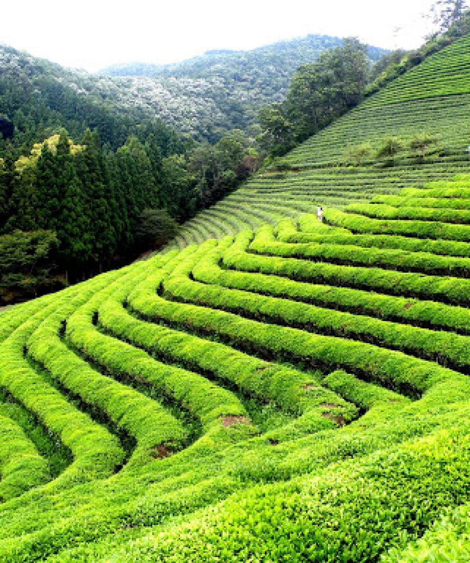 dar-tea-1